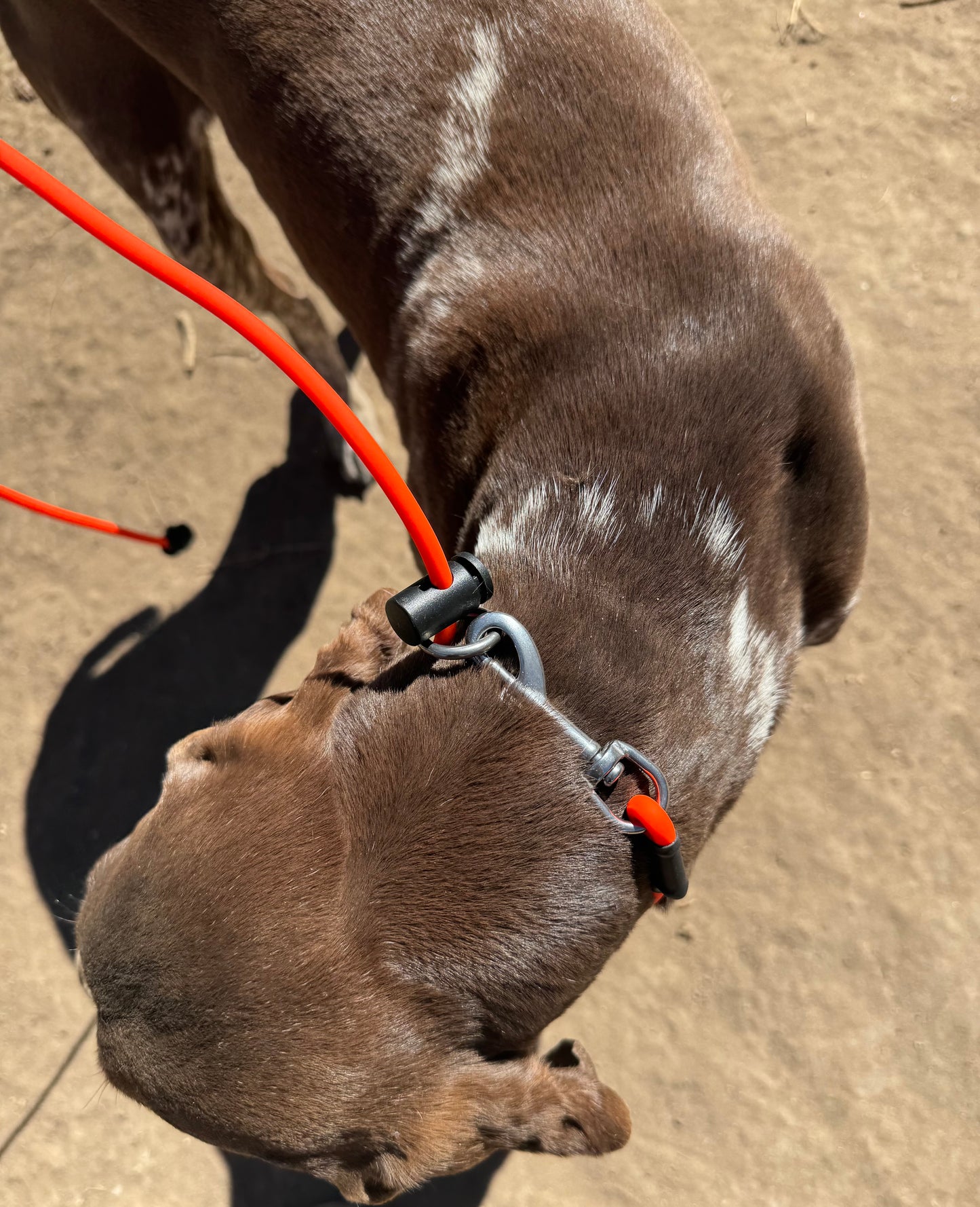 Delta Lead – Biothane Combo Slip Lead